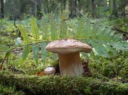 20260924-TAGE0193.thumb.jpg.f0f58d71da682224faefe8f4a9acdc4d.jpg