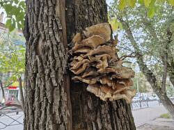 20260924_135302.thumb.jpg.a37481f718db2944ecda758e87bed35c.jpg