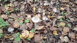 20260925_094426.thumb.jpg.a714703f04459e6ac1ed3347d8fff495.jpg