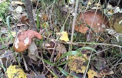 20260925_100735.thumb.jpg.2bea5dc79c8c1980617f85031ba63ac5.jpg