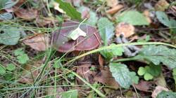 20260925_104458.thumb.jpg.218a17add4ebccbb1e8b2c2f872dda49.jpg