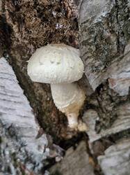 20260925_120815.thumb.jpg.2f5f4d6a577ea85a08eda54fa616f83c.jpg