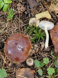 20260927_110312.thumb.jpg.4fc10cbe7d15ce3cb12ad443b28ecbcd.jpg