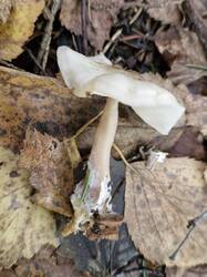 20260927_122008.thumb.jpg.81c389a3551568d6910effd51c37ad02.jpg