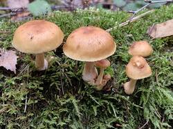 20260927_124148.thumb.jpg.1ec310ac2acd943e07db9712e666349c.jpg