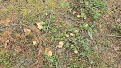 20260927_135148.thumb.jpg.acaed4e97b444c64bbc1c6bde3e1a3f3.jpg