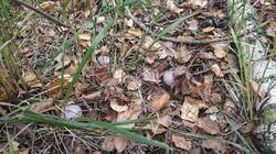 20260928_105114.thumb.jpg.accf5bb5b9b1169626826e643d90629c.jpg