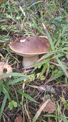 20260928_115731.thumb.jpg.48aa8d1679b1dda90ee0a5f5c8805d42.jpg