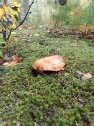 IMG_20260926_081457[1].jpg