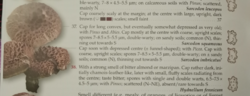 2129002384_2026-09-2918_05_33-IMG_20260929_180256.jpg-IrfanView(Zoom_2484x1863).thumb.png.11a85cfd77ac2230233619931e55d33a.png