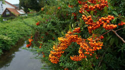 251017270____Pyracantha_coccinea.thumb.JPG.494737a2aa91b3a0a599630e200e48d1.JPG