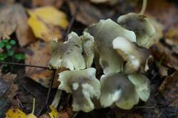 326277181_26-09-19-(1).thumb.JPG.a60ab3ba2f26142ef192442cf0698b7e.JPG
