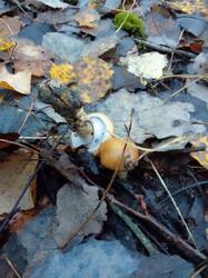 IMG_20260929_063729[1].jpg