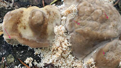 397080075_Trametesgibbosa_-Ciidae.thumb.jpg.61be6de4576742aa27017a1f13c5d50e.jpg