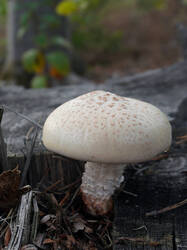 405550575___Neolentinus_lepideus.thumb.JPG.b4e69983607710909dc43357bff6591a.JPG