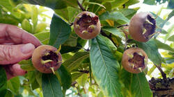 422671498___Crataegus_germanica__20260903.thumb.JPG.ffa812cb96719759a3b5f48a2fd519ca.JPG