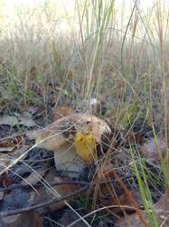 IMG_20260930_142634[1].jpg
