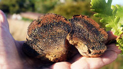 623597298___Pisolithus_arhizus_AWP_2026_0905.thumb.JPG.0327372b8f8002dbb271a1df00351e56.JPG