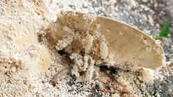 649996114_Trametesgibbosa____Ciidae.thumb.JPG.2ea49c5e77b53e4541b402e2307cd245.JPG