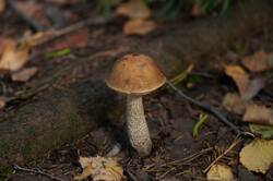 673558965_26-09-15(1).thumb.JPG.34764c01b8bc96548b9f35602022306d.JPG