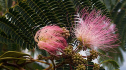 692875868___Albizia_julibrissin__2026_0903.thumb.JPG.bd3390d6bf8e2382133a1d1812d92f2b.JPG