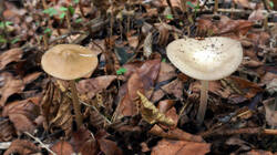 699088779___Xerula_radicata_.thumb.JPG.90d43650328aa498cd301b25f29717cc.JPG