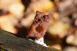 733987287_26-09-30-(2).thumb.JPG.6f73cf8e2359dfe7b129dec871a990e8.JPG