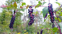 781148996___Phytolacca_americana__2026_07.thumb.JPG.f18e7ff792c9c8ea51acd5d02dff913c.JPG