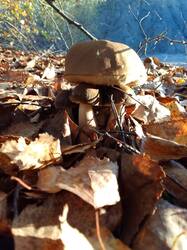 IMG_20260930_073205[1].jpg
