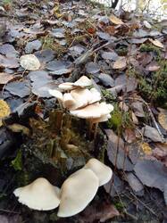 IMG_20260929_083217[1].jpg