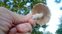 92491960_-__Leucoagaricusamericanus_.thumb.JPG.8f955bfeb9fe8e0452135809f6728fce.JPG