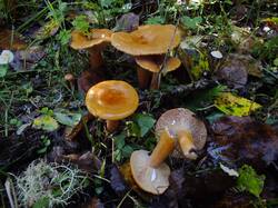 940949986_.thumb.JPG.b9c7dcc7f510cc0c03c695ec62181045.JPG