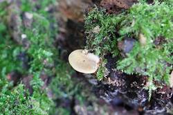 945394769_26-09-17-(1).thumb.JPG.8a7085a2cf5290f2de441fa058983195.JPG