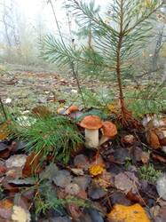 IMG_20260926_082022[1].jpg