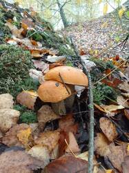 IMG_20260926_100121[1].jpg