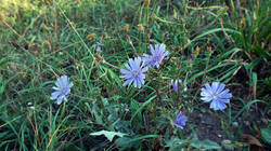 Cichorium_intybus_AWP_20260924.thumb.JPG.21f7e05ac24418ffbea200b84eee9758.JPG
