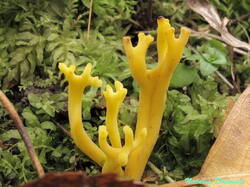 Clavulinopsis_corniculata_NND_20201031-3.thumb.JPG.d82bc46df59f8eebea4c88da4d00d6c5.JPG