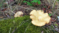 DSC00003.thumb.JPG.09a2a28f0df86117033055b6936ed6c1.JPG