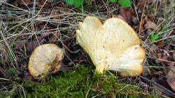 DSC00004.thumb.JPG.0423c76952875934d2f2c56ecd3cf265.JPG