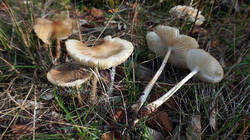 DSC00050.thumb.JPG.2020a03c44bfab8bc3ef77a4d1e28481.JPG