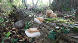 DSC00064.thumb.JPG.eaee19861663c5cc6b9048de88c89231.JPG