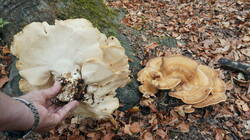 DSC00092.thumb.JPG.6cd08ddbbfa8ff96565b31047fbcceda.JPG