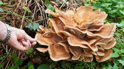 DSC00095.thumb.JPG.9c71c6284eb65e7007a56d2a7f0cff55.JPG