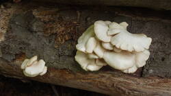 DSC00110.thumb.JPG.0a0a82f71016bb33c5210aa59b8164bc.JPG