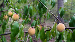 DSC00176.thumb.JPG.5c107c28e4ef71fd5f4cd9b62ab91ff1.JPG