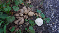 DSC00249.thumb.JPG.51a5b03b99f7a3791655ee4bf4a41321.JPG