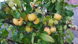 DSC00253.thumb.JPG.3d11585ae3ec8e706290896fddc0aca7.JPG