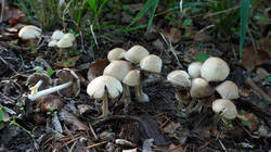 DSC00313.thumb.JPG.023848bb38c229dfb37f34692f4a4fed.JPG