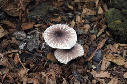 DSC09083.jpg