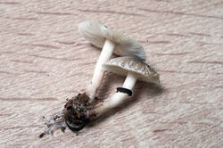 DSC09085.jpg